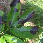 Peony leaf blotch (G. Njue)