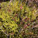 Bog groove-moss or ribbed bog moss, not as susceptible to sufentrazone