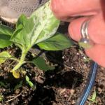 Sunflower downy mildew symptoms 2 (Photo by Carolyn Whipple Fraser)