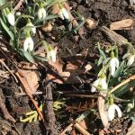 Snowdrops (Galanthus)