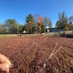 Upright Dieback