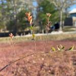 Upright Dieback