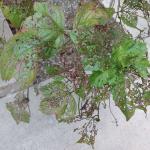 Defoliation of Viburnum spp. by the viburnum leaf beetle viewed in Amherst, MA on 8/6/2018. (Photo: T. Simisky)