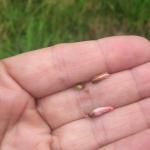 a small cranberry weevil grub that was inside the flower pod