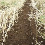 Reducing climatic and disease risks through minimum tillage systems for vegetables