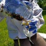 collecting bees for Nosema analysis
