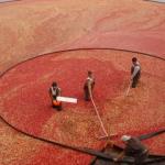 cranberry harvest