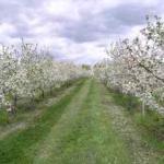 fruit trees