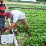 farmers working on a vegetable farm