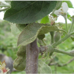 ERM bronzing damage to apple leaves