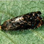 The apple lesserworm is native to eastern North America. Adults are gray-brown moths quite similar to OFM but smaller (about 1/3 inch long with 7/16 inch wingspans) and with more brown-orange patches on the wings. When the moth is at rest, a gold band becomes evident across its back