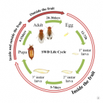 Figure 1) Diagram showing distinctive SWD life stages and locations of each life stage.