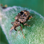 Figure 1) Adult plum curculio on an apple fruitlet