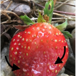 Fig. 2) SWD larvae on  a strawberry fruit in  late July, marked w/  arrows.