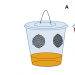 Fig. 3) Examples of homemade and commercially available traps for adult SWD monitoring. (A) Clear Plastic,  20-ounce deli-cup trap baited with apple cider vinegar with mesh covering on the two side openings; (B) red  and black 12-ounce cup trap with many holes for entry points punctured around the black stripe; (C) the red  Droso-Trap model (Biobest Inc., Westerlo, Belgium) with lateral holes as entry points and a clear top; and (D)  the yellow ISCA trap model (ISCA Technologies, Riverside, CA) with a singl