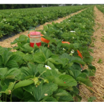 Figure 4) Left – SWD trap placement in strawberry row (Photo: P. Strawser, Ohio State Univ.); Right – SWD  emerging from fruit in Salt Test