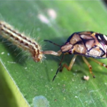 Plant feeding Stick-Bugs (left) have a slender needle like mouthpart that is used to pierce plant tissue. Predatory Stink Bugs have a thicker mouth part.