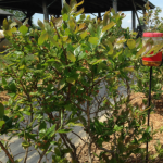 Figure 4) SWD trap placement in blueberry planting