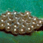 The spined soldier bug eggs are silvery in color, with spiked resembling a crown.