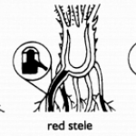 Various images of diseased strawberry roots