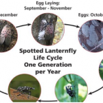 Photos: Egg Laying, Hatch and 1st Instar, 2nd Instar, Adults: Emelie Swackhamer,  Penn State University, Bugwood.org; Eggs: Lawrence Barringer, PA Dept. of  Agriculture, Bugwood.org; 3rd Instar: Dalton Ludwick, USDA-ARS/Virginia Tech;  4th Instar: Richard Gardner, Bugwood.org