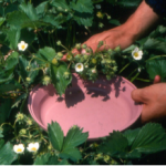 . Tapping strawberry flower trusses into a tray to count TPB nymphs.