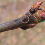 Adult psylla(orange circles): overwintering form and lines of eggs  (green arrows). Winter adults are darker than the summer form adults.  