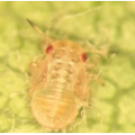 Early instar psylla nymph, magnified  100X. Early instar nymphs are more  easily managed with insecticides. 