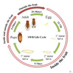 Figure 1) Diagram showing distinctive  SWD life stages and locations of each  life stage.