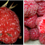 Figure 2) Left - Female SWD on surface of ripe raspberry (Photo: J. Obermeyer, Purdue Univ.);Right – SWD inside  ripe raspberry