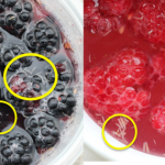 Figure 4) SWD larvae emerging from Blackberry (left) and raspberry (right) fruit when using the salt flotation test.