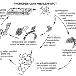 From Pscheidt & Pearson, 1991, Phomopsis Cane and Leaf Spot of Grape, Cornell Disease Identification Sheet no. 6