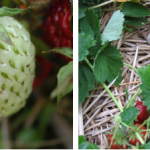 Figure 1) Left – Botrytis cinereal infection on green fruit; not classic progression from sepals down the side of the  fruit resulting from blossom infection [Photo: Ontario IPM], Right – Botrytis cinereal infection of ripe and ripening fruit