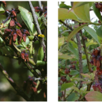 Figures 2 and 3. Blossom and twig blight symptoms of BlScV. Figure 2 (left) courtesy of P.R. Bristow and Figure 3 (right) courtesy of P.V. Oudemans.