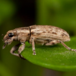 Figure 3. Sitona weevil, a good host for entomopathogenic nematodes.