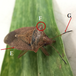 Consperse stink bug (Euschistus conspersus)