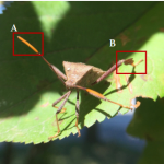 Leaf footed bug