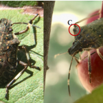 Brown marmorated stink bug (Halyomorpha halys)