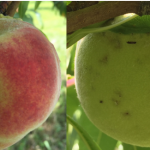 Stink bug feeding damage on peach; Left: damage occurred while fruit was still growing.  Right: fresh feeding damage as ripening gets underway. 