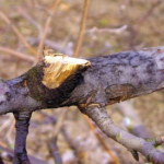 Dormant fire blight canker. It should have been pruned  out when the infected branch was pruned, rather than  leaving it in the orchard. 