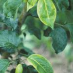 Streptomycin injury on apple leaves.