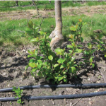 Root suckers at the base of an apple tree. 