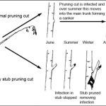 Ugly stub pruning to reduce spread of fire blight and canker  formation. 