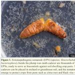 Figure 1 Entomopathogenic nematode