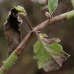 Late blight on tomato. Note the lesions on the stem and petioles.