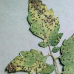 Septoria leaf spot on tomato. The small, round lesions and overall leaf yellowing are typical of this disease.