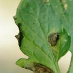 Early blight on tomato. Note the concentric rings in the lesion - this ‘target spot’ appearance is characteristic of this disease.