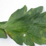 Fulvia leaf mold on tomato. Lesions on the upper surface of the leaf start out as pale yellow spots with a fuzzy sporulation visible on the underside of the leaf. 