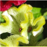 Pink-spotted ladybird beetle feeding on nectar from Celosia. Photo: A Legrand, UConn