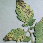 Septoria leaf spot on tomato. The small, round lesions and overall leaf yellowing are typical of this disease.